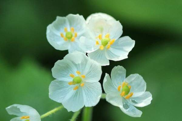      (Diphylleia grayi)  .    ... - 4