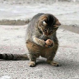 Adrey, ������, 75 ���