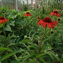 ���� Feliks, ������, 61 ��� - ��������� 26 ���� 2016 � ������ ���� ����������