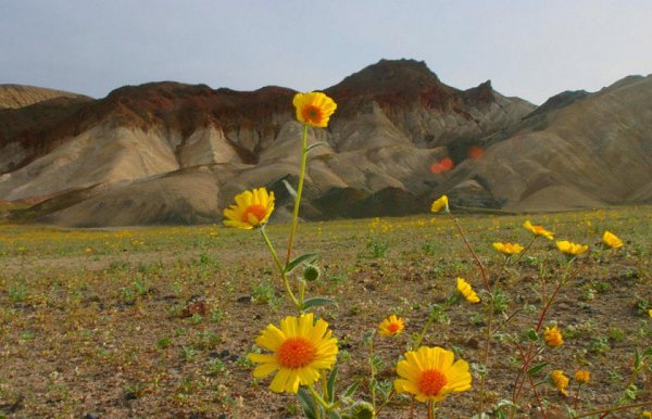 Долина цветов - индийский национальный парк.Долина цветов, или Valley of Flowers - так называется ... - 11