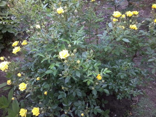 ��� ����� !