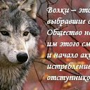 ���� Wolf, ������, 61 ��� - ��������� 23 ���� 2016 � ������ ������