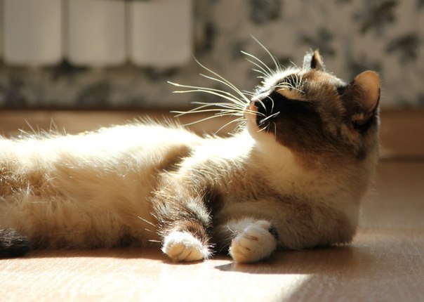 Необычный окрас у котяши - 5