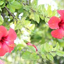 ���� Sezai, �����, 66 ��� - ��������� 9 ���� 2016 � ������ �Roses�