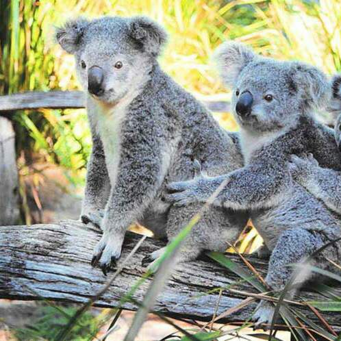 В мире животных - 14 апреля 2016 в 09:42