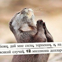 ���� ����, ������������, 64 ���� - ��������� 4 ������ 2016