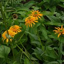 ���� Feliks, ������, 61 ��� - ��������� 26 ���� 2016 � ������ ���� ����������