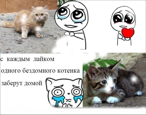 Скачай это бесплатное Фото на тему Кот лайк в и открой
