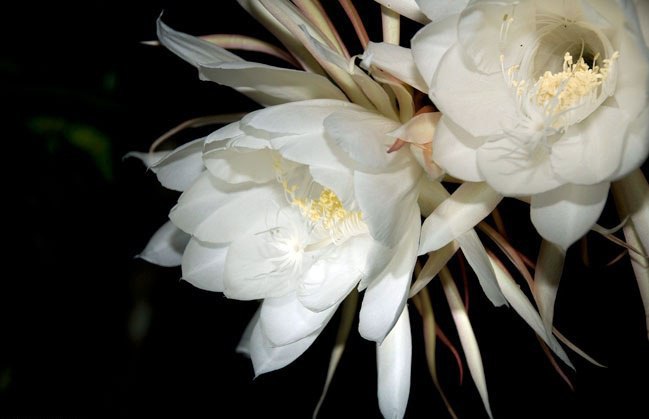    . (Epiphyllum oxypetalum)   ,  ...