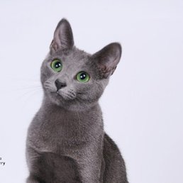 ���� �������, ��������, 68 ��� - ��������� 26 ��� 2016