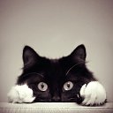���� ������, ������ - ��������� 20 ������ 2016 � ������ ������ ��������