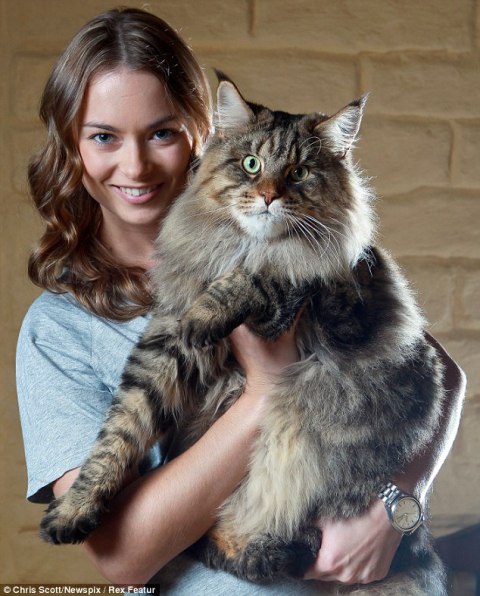 Порода кошек мейн кун.Мейн-кун (Maine Coon) – загадочная порода кошек, история происхождения которой ...