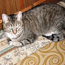 ���� ������, ��������, 52 ���� - ��������� 28 ��� 2016