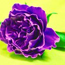 ���� �����, �������� - ��������� 3 ������� 2016 � ������ ������