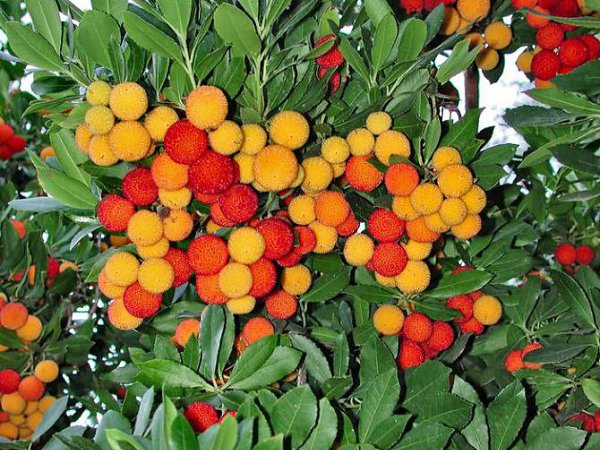  ,  (Arbutus) -  ,   - 4