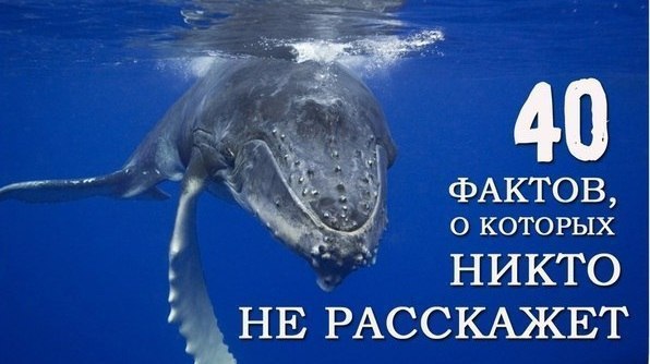 40 фактов, о которых вам больше никто не расскажет! 1. Сердце белого кита размером с фольксваген ...