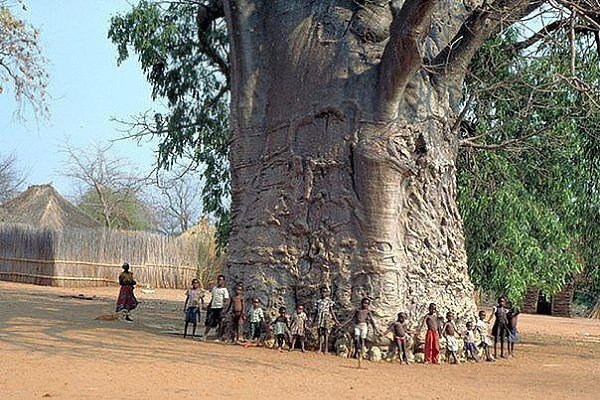 2000 летнее дерево в Южной Африке, известной как дерево жизни (Baobab).