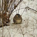 ���� �������, �����-���������, 55 ��� - ��������� 3 ������� 2016 � ������ ��������