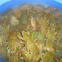 ���� ������, �����-���������, 45 ��� - ��������� 11 ��� 2016 � ������ ���� ����������