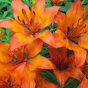 ���� Halim, ����, 53 ���� - ��������� 13 ������ 2016 � ������ ���� ����������