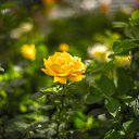 ���� ������, ������, 43 ���� - ��������� 26 ���� 2016 � ������ ���� �����������