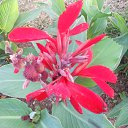 ���� ����, �������� - ��������� 14 ����� 2016 � ������ �SRI - LANKA - ( P ) 2016�