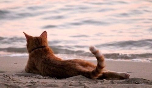 В принципе, мне не свойственно чувство зависти, но...