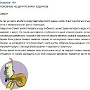 ���� Serzh&trade; Online, �����, 60 ��� - ��������� 9 ������ 2016 � ������ �������� - CAPRICORN�