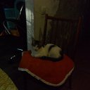 ���� �����, ����������, 41 ��� - ��������� 23 ���� 2016 � ������ ���� ����������