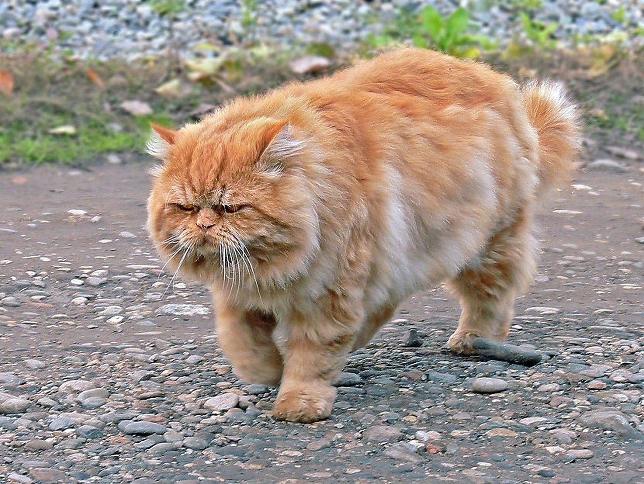 ПОСЛЕДНИЙ ДЕНЬ СТАРОГО КОТА.Почуял старый котбездомный,Трущобник во семидворах,Что жить ему ...