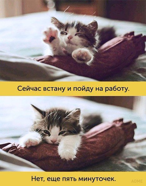 ����, ������ ������� ����� ������ ������������ - 7