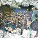  Aleksa , , 45  -  6  2016    