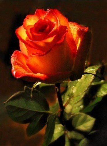 Stella - 23  2016  19:45