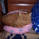 ���� Kienzle, ��������, 62 ���� - ��������� 1 �������� 2016 � ������ �Avataria�