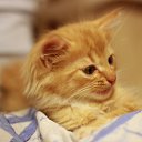 ���� �������, �����-���������, 55 ��� - ��������� 3 ������� 2016 � ������ ��������