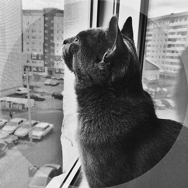 Мой любимый мальчик Тима.увидела объявление о его пристройстве на стене в зоогруппах моего города и ...