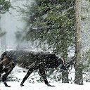 ���� ������, ������, 51 ��� - ��������� 1 ������� 2016 � ������ ���� ����������