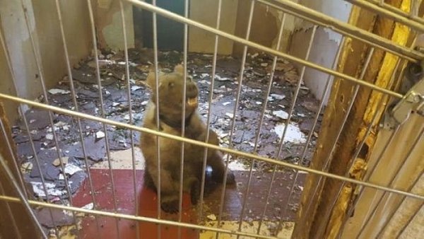 На юге Москвы в одном из гаражных кооперативов был найден полугодовалый медвежонок. В полицию ... - 2