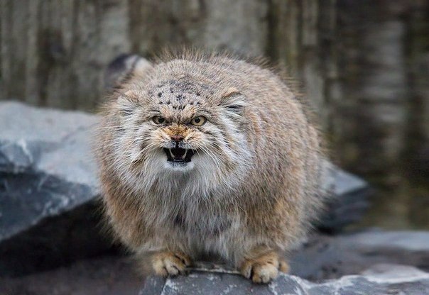 Эмоциональные манулы - 3