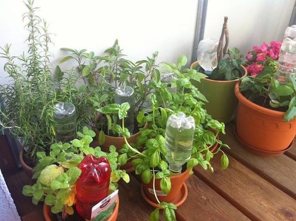 Как поливать цветы, когда вы в отпуске.Даже если вы собираетесь в отпуск, ваши комнатные растения не ... - 3