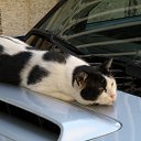 ���� ����, ������������, 35 ��� - ��������� 12 ���� 2016 � ������ �Turkey 2011�