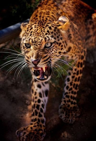 В мире животных - 7 мая 2016 в 17:35 - 2