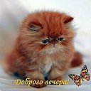 ���� ����������, ��������, 39 ��� - ��������� 29 ������ 2016 � ������ ������ ��������