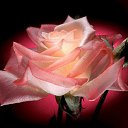 ���� ������, ������ ��������, 52 ���� - ��������� 22 ������� 2016