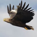 ���� �������, �����, 77 ��� - ��������� 20 ����� 2016 � ������ ������ ��������