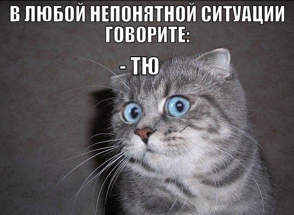 Без кота и жизнь не та - 13 марта 2016 в 11:38