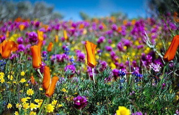 Долина цветов - индийский национальный парк.Долина цветов, или Valley of Flowers - так называется ...