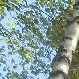 ����, ����, 61 ���