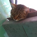 Фото Иван, Новороссийск, 34 года - добавлено 12 июня 2016 в альбом «My cat»