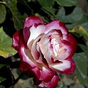 ���� �., ���������� - ��������� 10 ������ 2016 � ������ ����ۻ